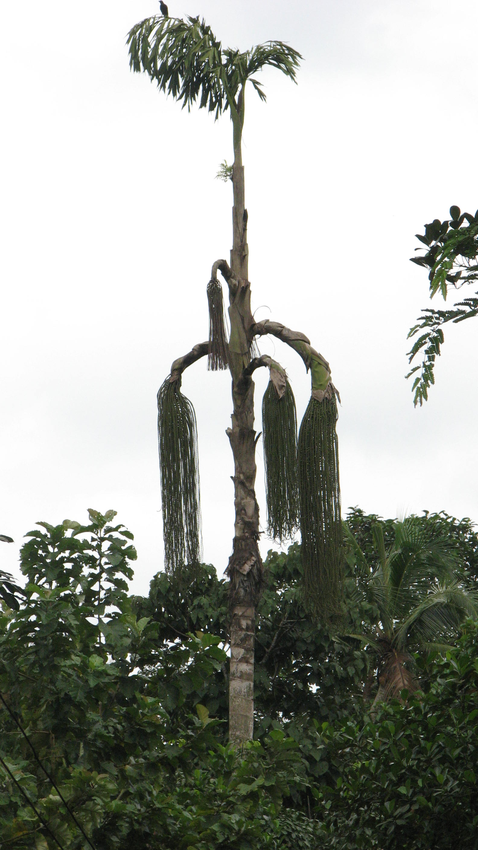 solitary fishtail palm, wine palm, jaggery palm 